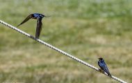 Tiere, Vögel - Sperlingsvögel  Mehlschwalbe_Delichon urbica_House Martin 04.JPG