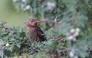 Tiere, Vögel - Sperlingsvögel  Nachtigall_Luscinia megarhynchos_Nightingale 02.JPG