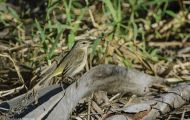 Tiere, Vögel - Sperlingsvögel  Rohrsänger_Acrocephalus_Warbler 04.JPG
