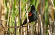 Tiere, Vögel - Sperlingsvögel  Rotkehlchen_Erithacus rubecula_European Robin 06.JPG
