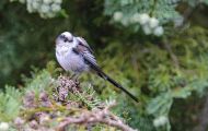 Tiere, Vögel - Sperlingsvögel  Schwanzmeise_Aegithalos caudatus_Long-tailed Tit 01.JPG