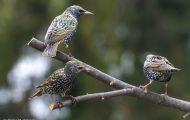 Tiere, Vögel - Sperlingsvögel  Star_Sturnus vulgaris_Common Starling 09.JPG