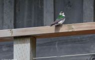 Tiere, Vögel - Sperlingsvögel  Veilchenschwalbe_Tachycineta thalassina_Violet-green Swallow 02.JPG