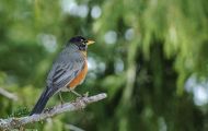 Tiere, Vögel - Sperlingsvögel  Wanderdrossel_Turdus migratorius_American Robin 05.JPG