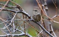 Tiere, Vögel - Sperlingsvögel  Zaunkönig_Troglodytes troglodytes_Winter Wren 03.JPG