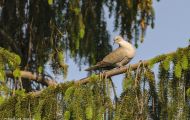 Tiere, Vögel - Taubenvögel  Türkentaube_Streptopelia decaocto_Eurasian Collared-Dove 02.JPG