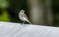 Tiere, Voegel - Sperlingsvoegel Gartengrasmuecke_Sylvia borin_Garden Warbler 04.JPG