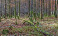 Wälder, Laubwald - Oberbayern  Laubwald 02.JPG