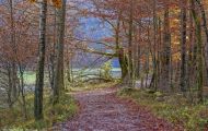Wälder, Laubwald - Oberbayern  Laubwald 06.JPG