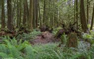 Wälder, Regenwald - Kanada  British Columbia, gemäßgter Regenwald 04.JPG