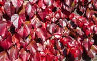 Wiesen & Felder, Weinreben - Weinreben Rot 01.JPG