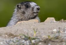 Marmots - Cute and Curious / Hoary marmot