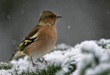Unsere heimischen Gartenvögel - Buchfink