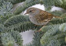 Bezaubernde Vögel im heimischen Garten - Heckenbraunelle
