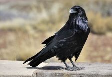 Gefiederte Freunde - Unsere heimischen Gartenvögel - Rabenkrähe