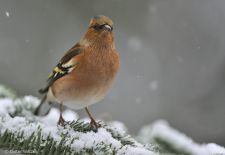 Gefiederte Freunde - Unsere heimischen Gartenvögel - Buchfink