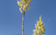 Agaven & Kakteen, Agaven  - Yucca  Seifenbaum Yucca 03.JPG