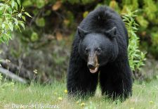 Alaskas Tierwelt - Paradies im Norden - Schwarzbär mit Drohgebärde.JPG