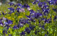 Blumenwiese 21.JPG