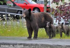 Braunbaeren in Alaska - Juneau Innenstadt.JPG