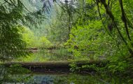 British Columbia, Vancouver Island - McMillan Provincial Park 04.JPG