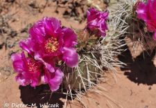 Flora und Fauna der Sonora Wüste - Violetter Prickly Pear Cactus, Saguaro National Park.JPG