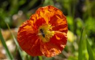 Fluginsekten, Neuflügler - Hautflügler  Honigbiene_Apis_Honeybee 07.JPG
