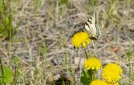 Fluginsekten, Neuflügler - Schmetterlinge  Westlicher Tigerschwalbenschwanz_Papilio canadensis_Canadian Tiger Swallowtail 11.JPG