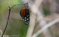 Fluginsekten, Neuflügler - Schmetterlinge Tiger Passionsfalter_Heliconius ismenius_Tiger Heliconian 01.JPG