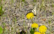 Fluginsekten, Neufluegler - Schmetterlinge  Westlicher Tigerschwalbenschwanz_Papilio canadensis_Canadian Tiger Swallowtail 10.JPG