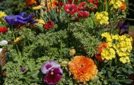 Gärten & Parks - Blumenbeete Bunte Mischung 18.JPG
