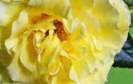 Gärten & Parks - Staudenpflanzen Rosen mit gelben Blüten 05.JPG