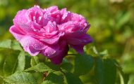 Gärten & Parks - Staudenpflanzen Rosen mit rosafarbenen Blüten 07.JPG