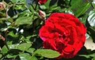 Gärten & Parks - Staudenpflanzen Rosen mit roten Blüten 12.JPG