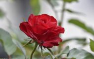 Gärten & Parks - Staudenpflanzen Rosen mit roten Blüten 13.JPG