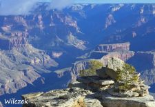 Grand Canyon - Mutiger Strauch mit Canyon-Panorama am Mather Point.JPG