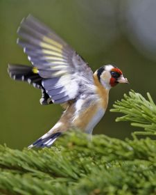 Native Birds of Britain - Goldfinch.JPG