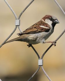 Native Birds of Britain - House Sparrow.JPG