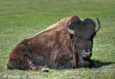 North American Bison - Mighty Bison Bull, Yellowstone National Park.JPG