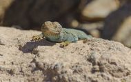 Reptilien, Echsen - Halsbandleguan_Crotaphytus collaris_Collared Lizard 01.JPG