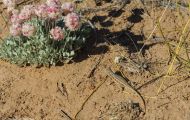 Reptilien, Echsen - Westlicher Zaunleguan_Sceloporus graciosus_Sagebrush Lizzard 01.JPG