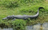 Reptilien, Krokodile - Mississippi Alligator_Alligator missisippiensis_American Alligator 02.JPG