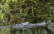 Reptilien, Krokodile - Mississippi Alligator_Alligator missisippiensis_American Alligator 04.JPG