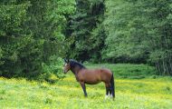 Tiere, Säugetiere - Huftiere  Bayerisches Warmblut_Bavarian Warmblood 05.JPG