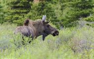 Tiere, Säugetiere - Huftiere  Elch_Alces alces_Moose 05.JPG