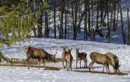 Tiere, Säugetiere - Huftiere  Rothirsch_Cervus elaphus_Elk 11.JPG