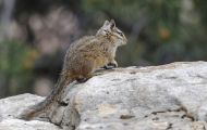 Tiere, Säugetiere - Nagetiere  Felsen-Streifenhörnchen_Tamias dorsalis_Cliff Chipmunk 05.JPG