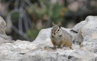 Tiere, Säugetiere - Nagetiere  Felsen-Streifenhörnchen_Tamias dorsalis_Cliff Chipmunk 06.JPG