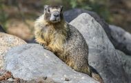 Tiere, Säugetiere - Nagetiere  Gelbbauchmurmeltier_ Marmota flaviventris_Yellow Bellied Marmot 08.JPG