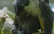 Tiere, Säugetiere - Primaten  Bartaffe_Macaca silenus_Lion-tailed Macaque 03.JPG